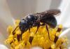 Ceratina chalybea